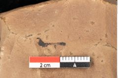 Foto (Detailsansicht) von Quercus palaeoilex Ettingshausen (NHMW-GEO-2024-0188-0919)